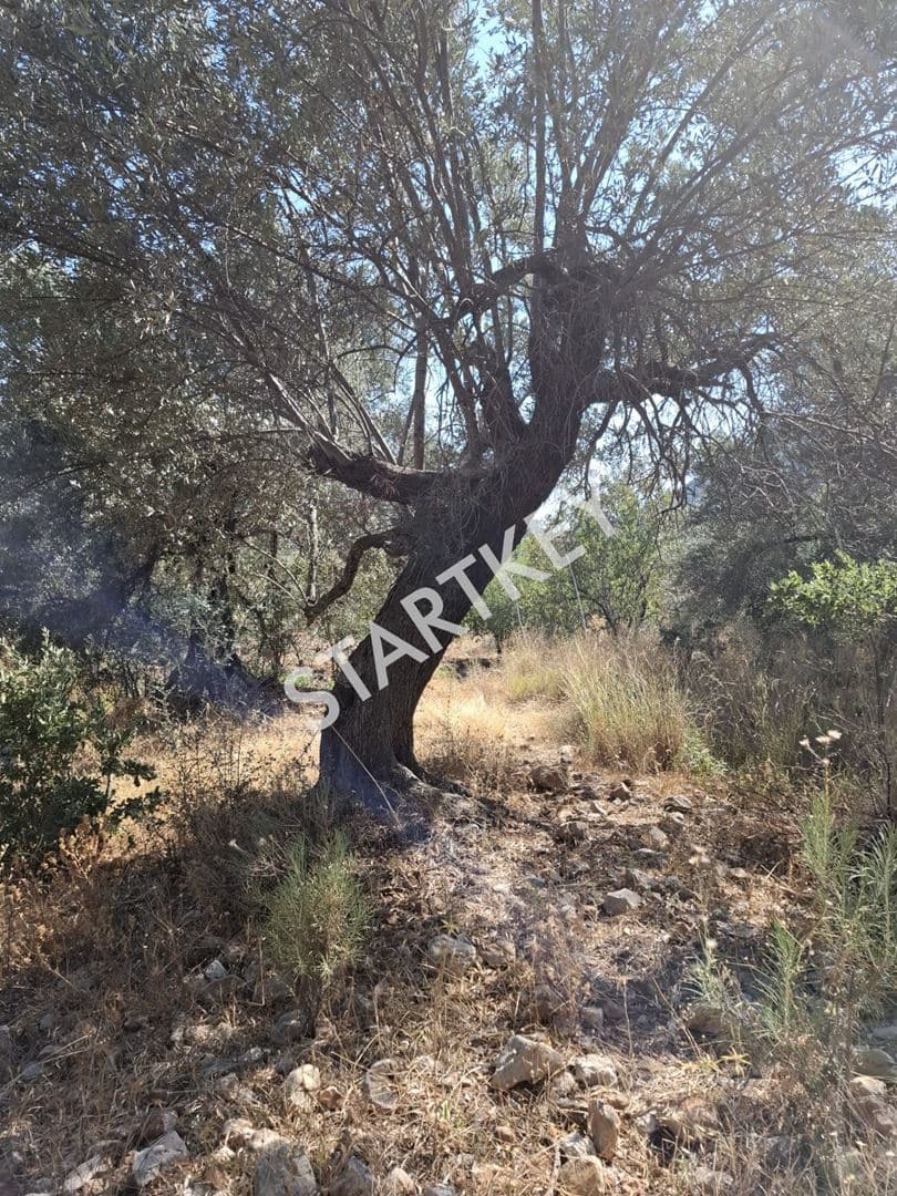 Yaka Mah. Palamutbükü'nde Yatırımlık Tarla — kare 4