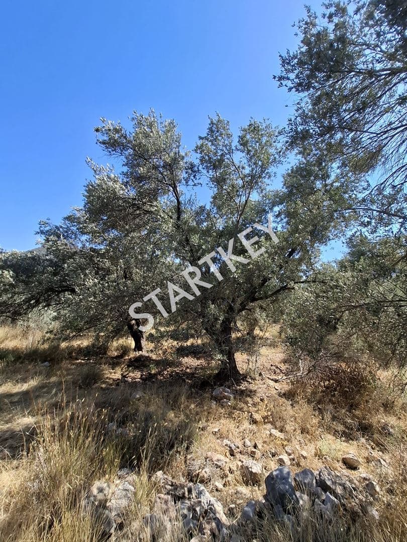 Yaka Mah. Palamutbükü'nde Yatırımlık Tarla — kare 3