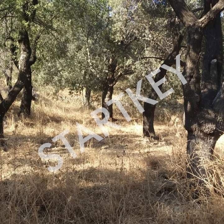 Datça Sındı'da Satılık Yatırımlık Tarla — kare 5