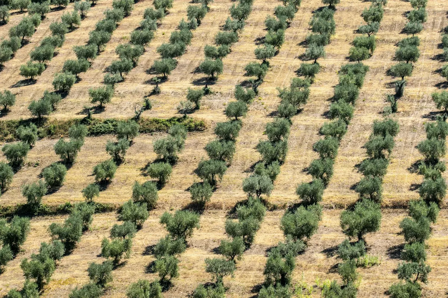 Havadan sıra sıra zeytin ağaçlarıyla parselli arazi